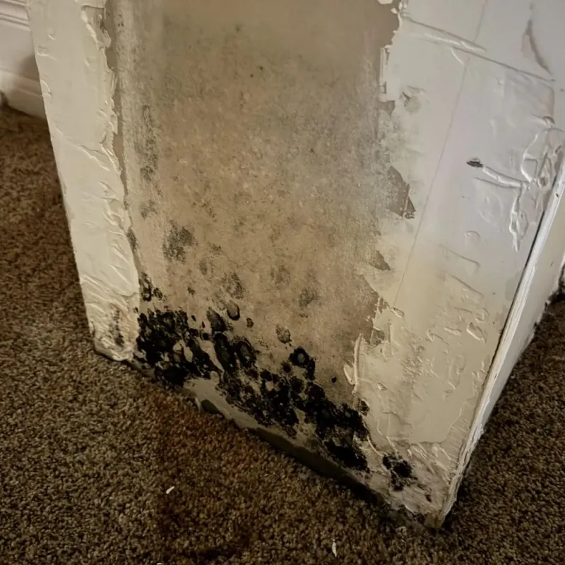 Professional Mold Removal in Orange Park, FL
